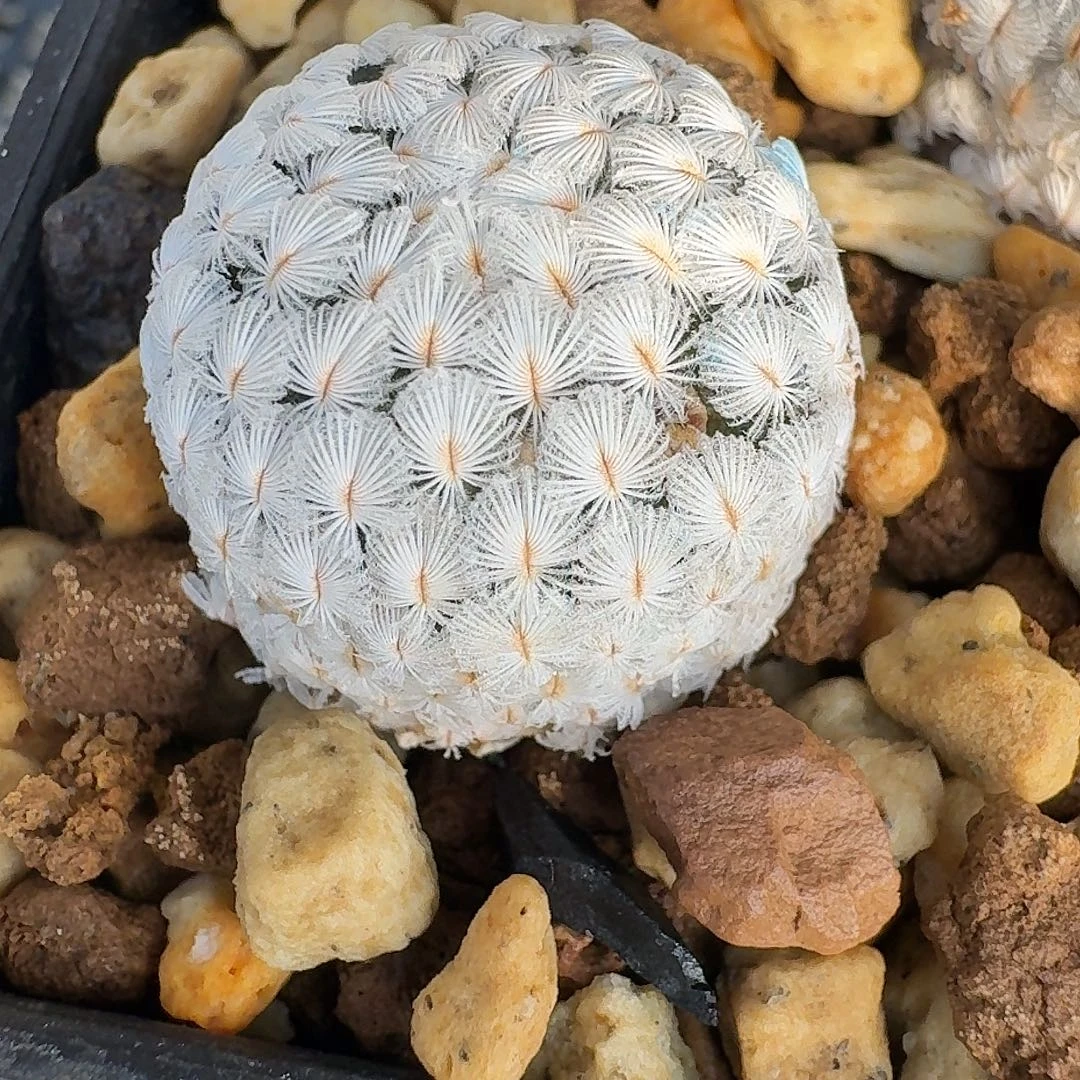 ****利直播间，羽毛丸，专拍，