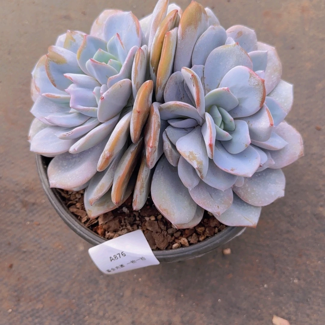 丫***丫A876分心奶茶双头