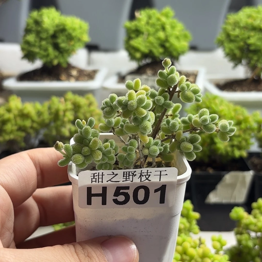 L***q冰晶枝干番杏501。