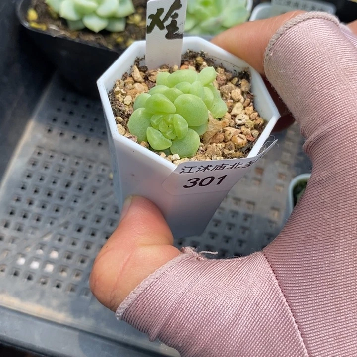 标签301现金财富原盆土发货