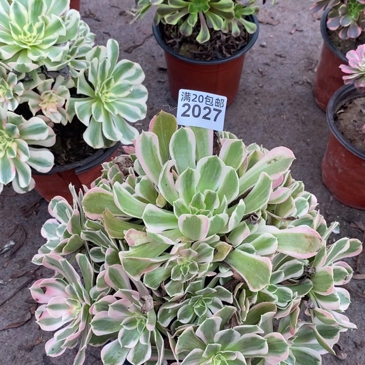 2027 一颗法师多肉