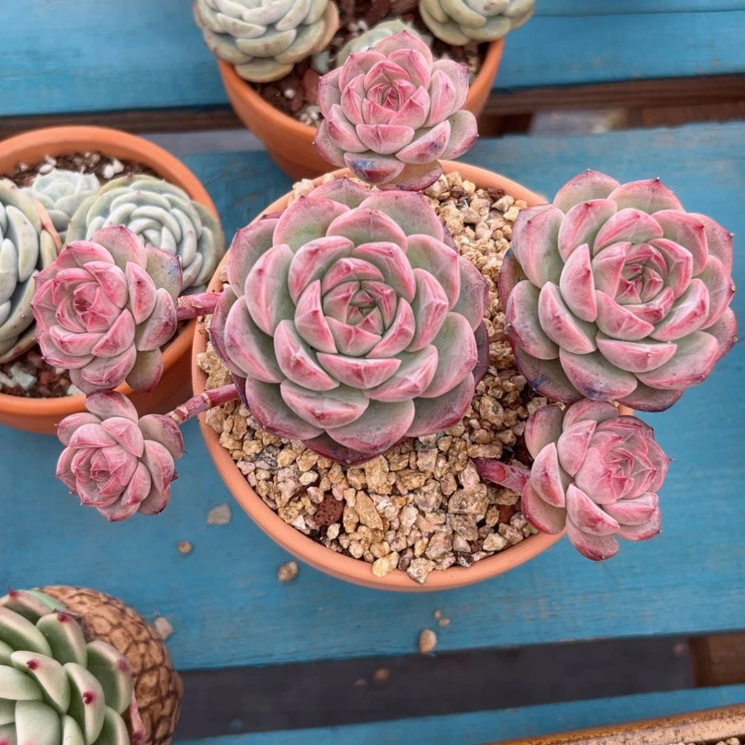 大年初一，新年快乐哦