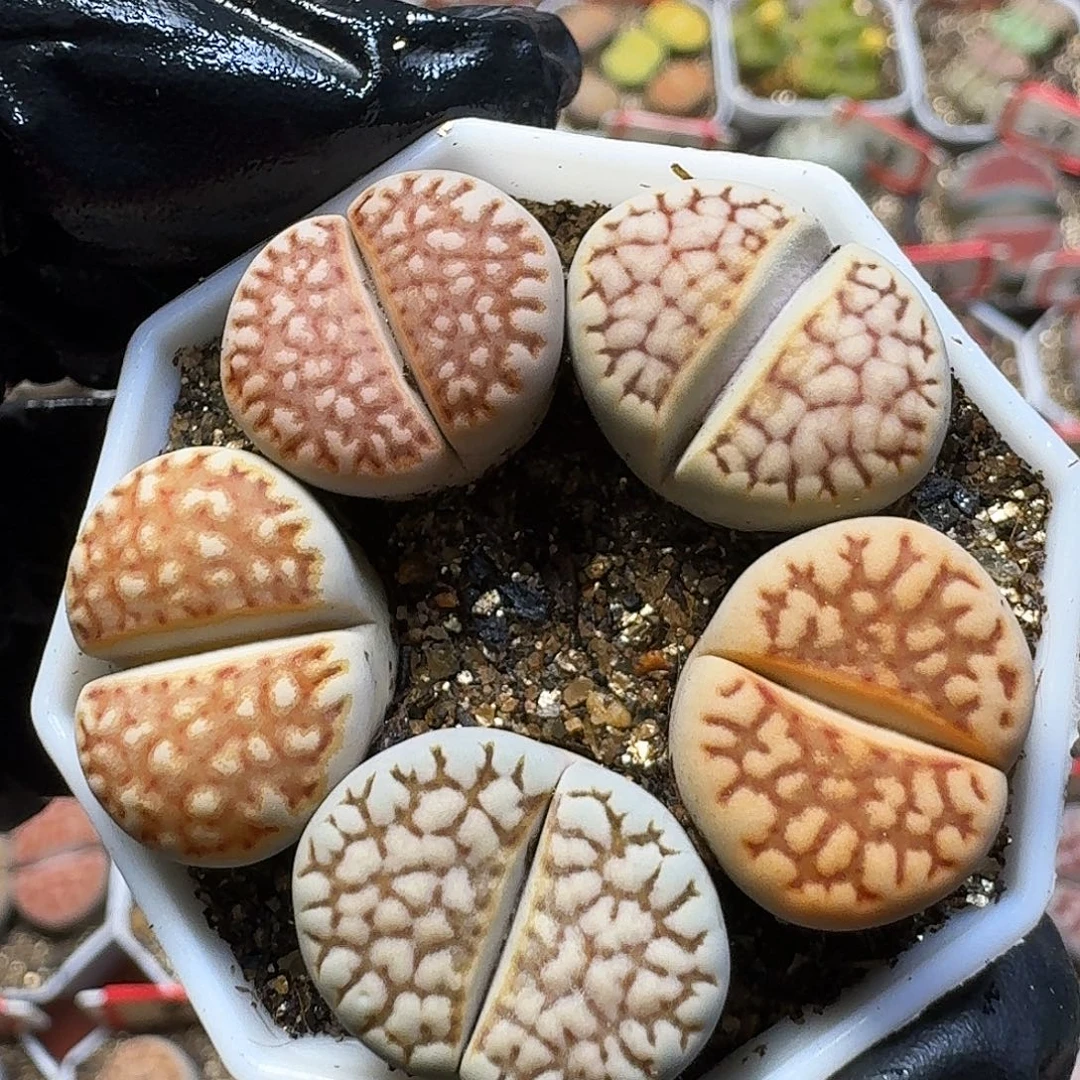 生石花11111。  167