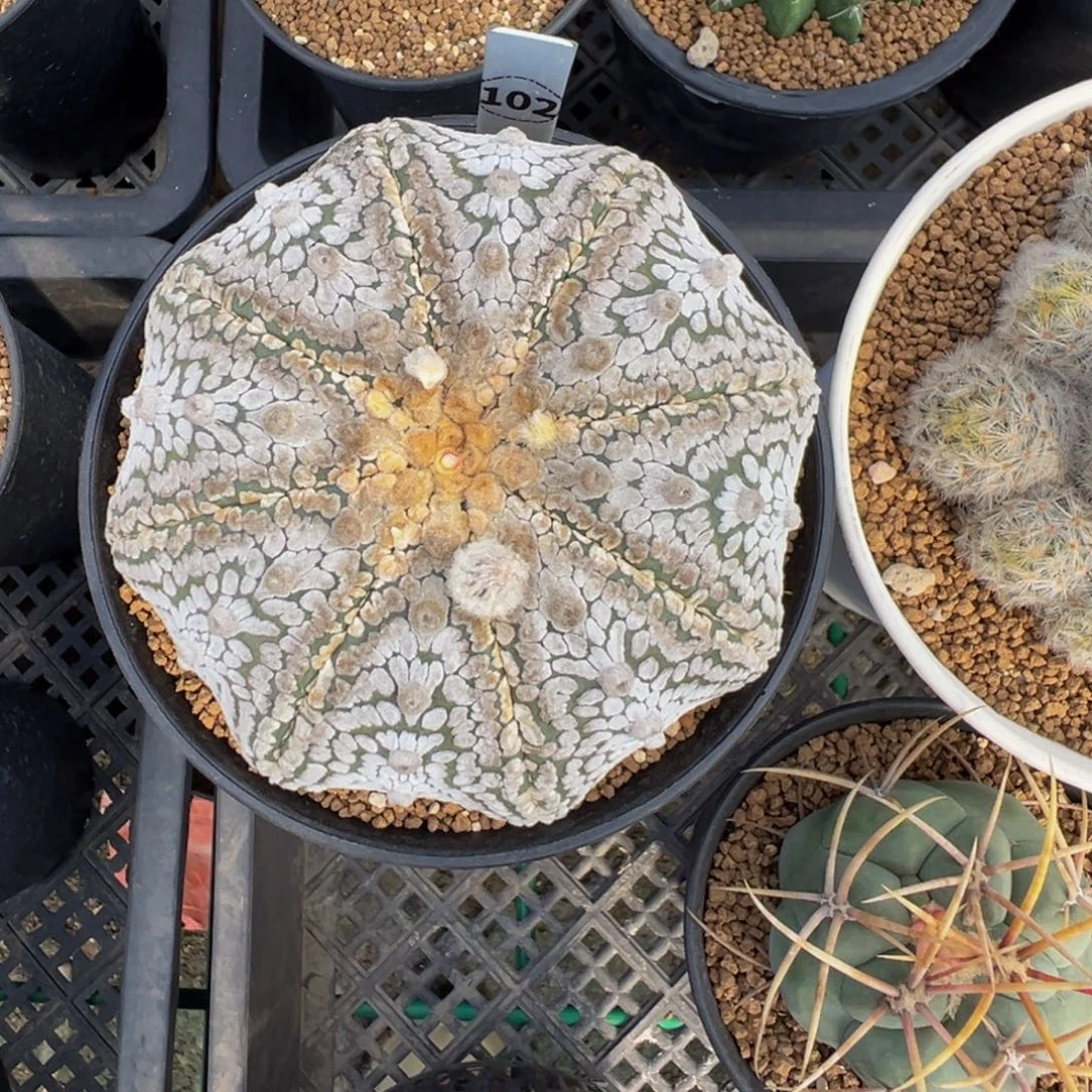 阿***敏102自根海星v兜多肉植物带盆土