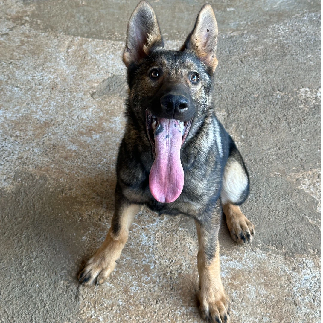 滇牧狼种宠物 宠物活体狗狗全款链接 品种以直播间介绍为主