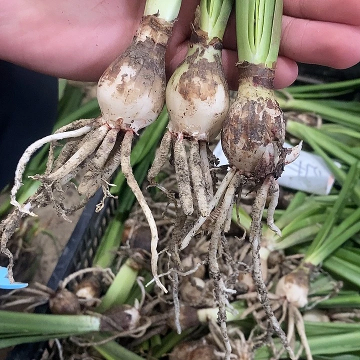 朱顶红异乡人2.5以上 三颗