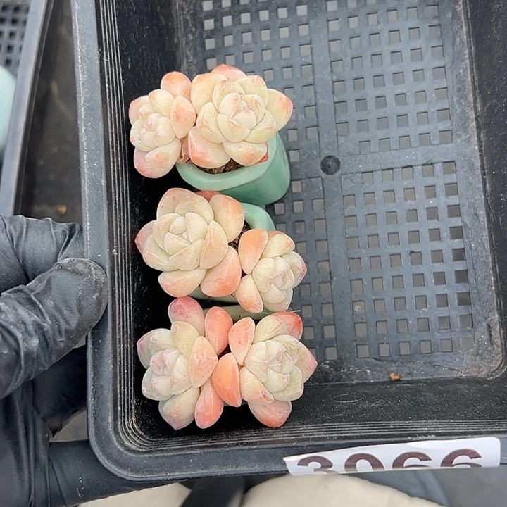 3066，三个双头冰玉带盆发的