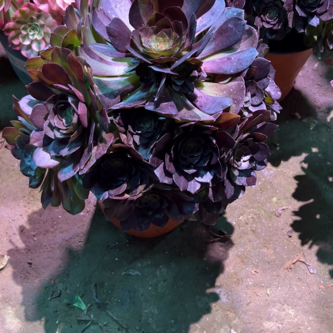 多肉植物黑美人615