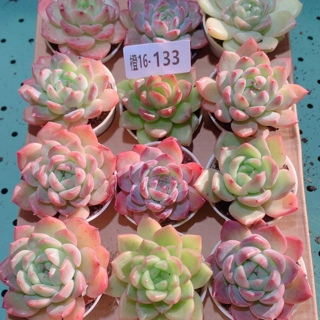 16-133一物一拍多肉带盆18颗