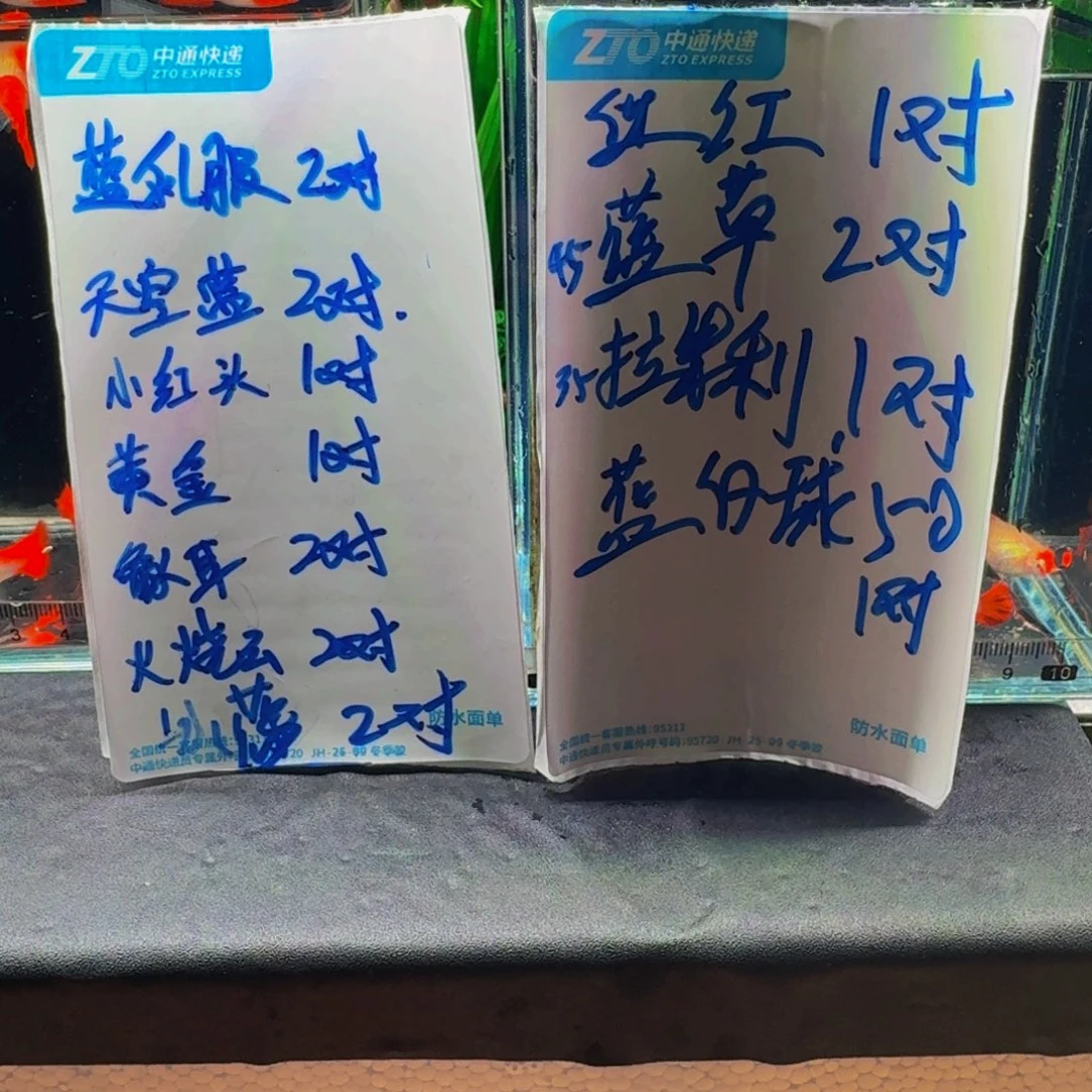 段***某孔雀鱼直播间定向孔雀鱼