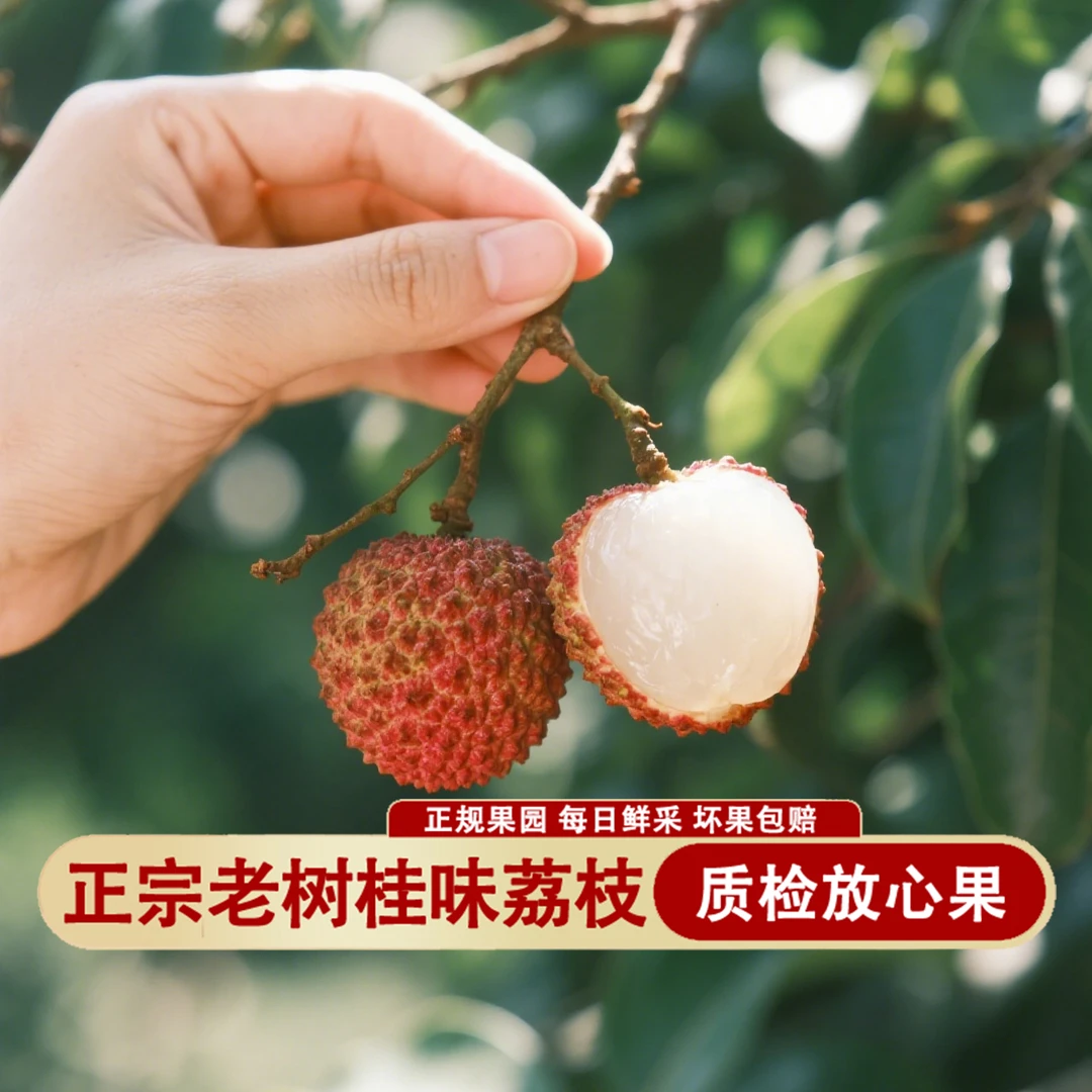 广东老树桂味荔枝茂名高州鲜采现摘南方正宗甜荔枝三斤五斤礼箱