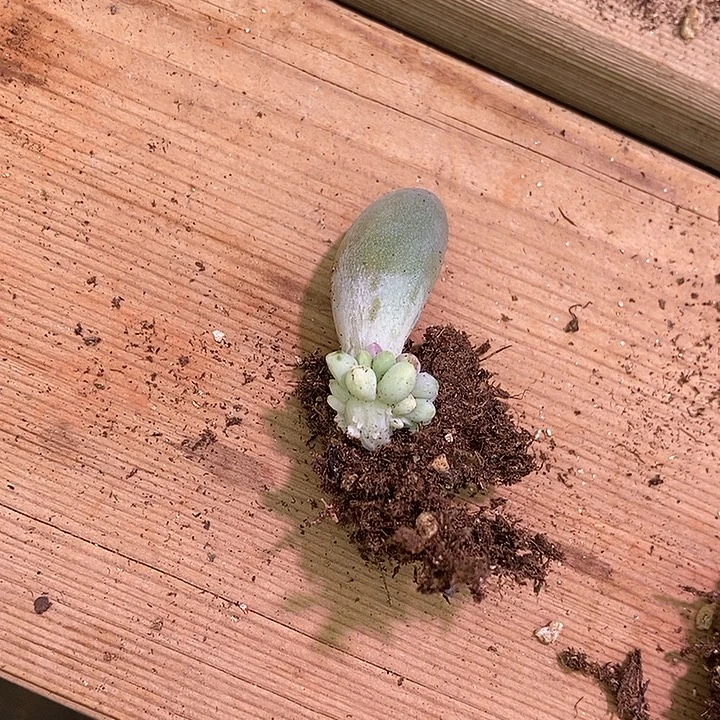 拿***下贵妃奶多肉植物多肉