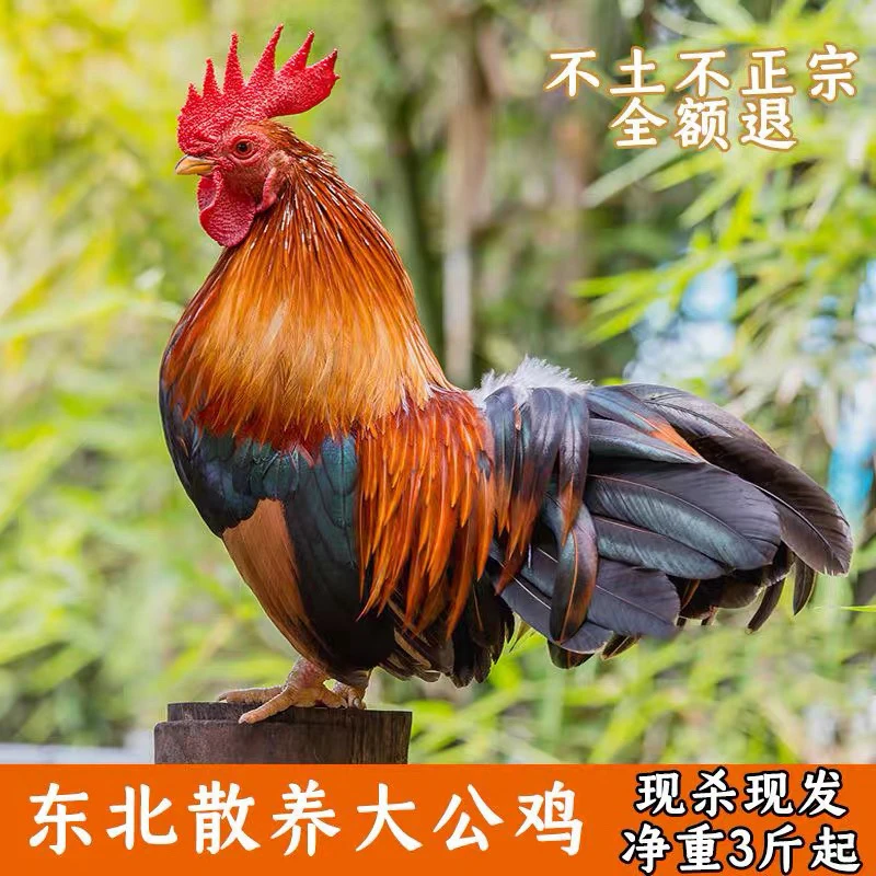 （顺丰包邮）三只大公鸡➕一斤笨鸡胗 包冰率0