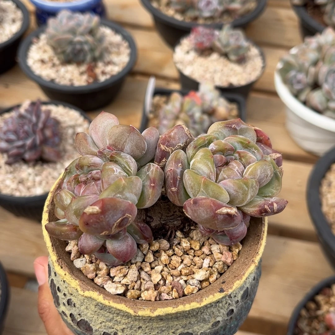 古城专拍哈哈哈哈哈哈