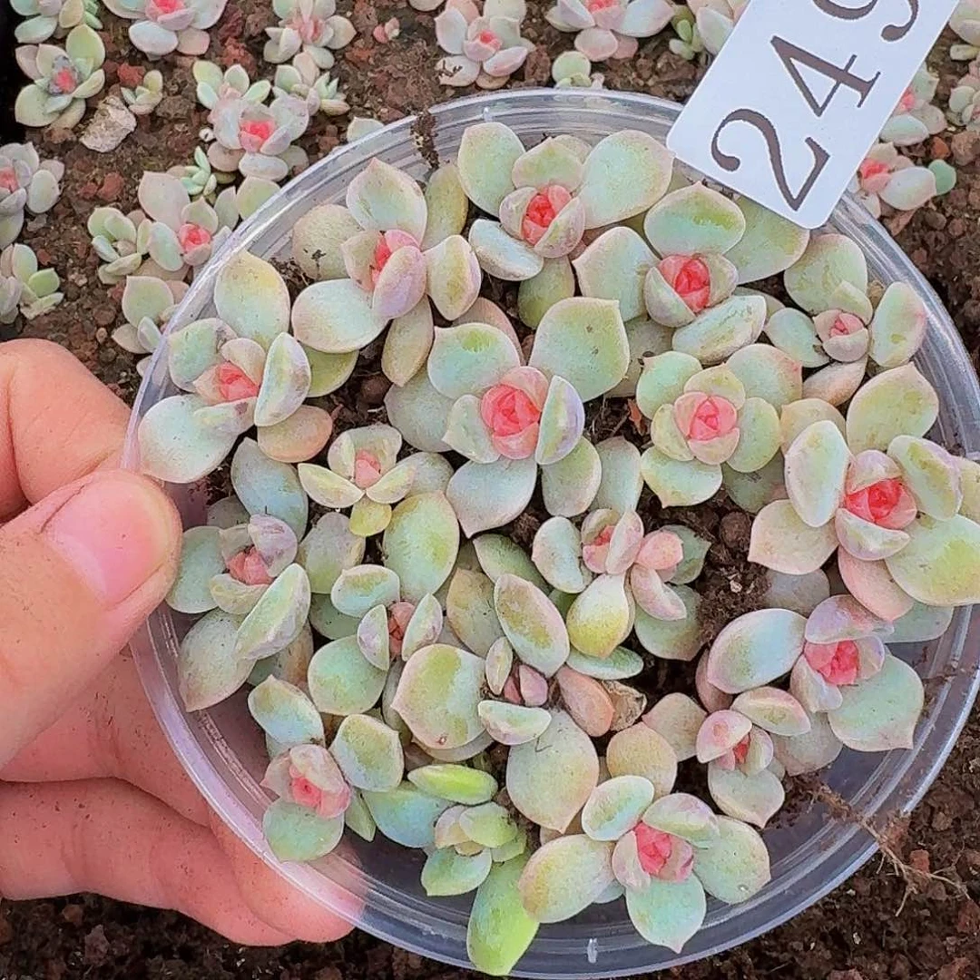 多肉植物多肉植物249