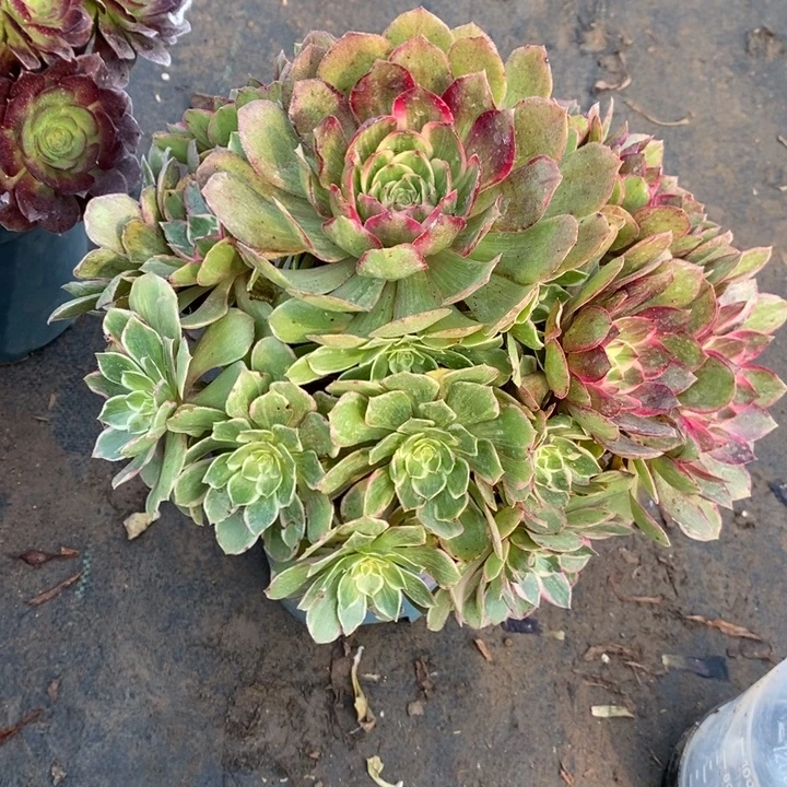 莲花座28多肉植物法师法师