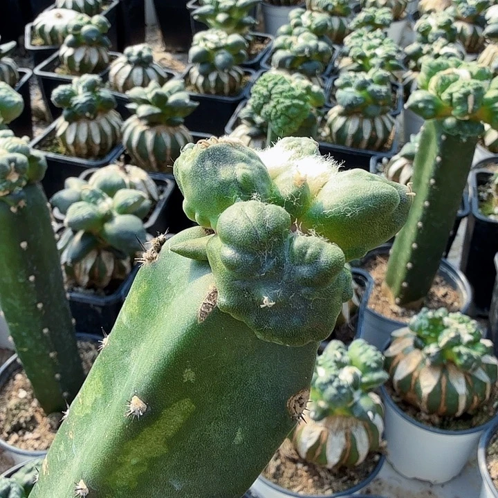 无花朵050方块榴尤怒