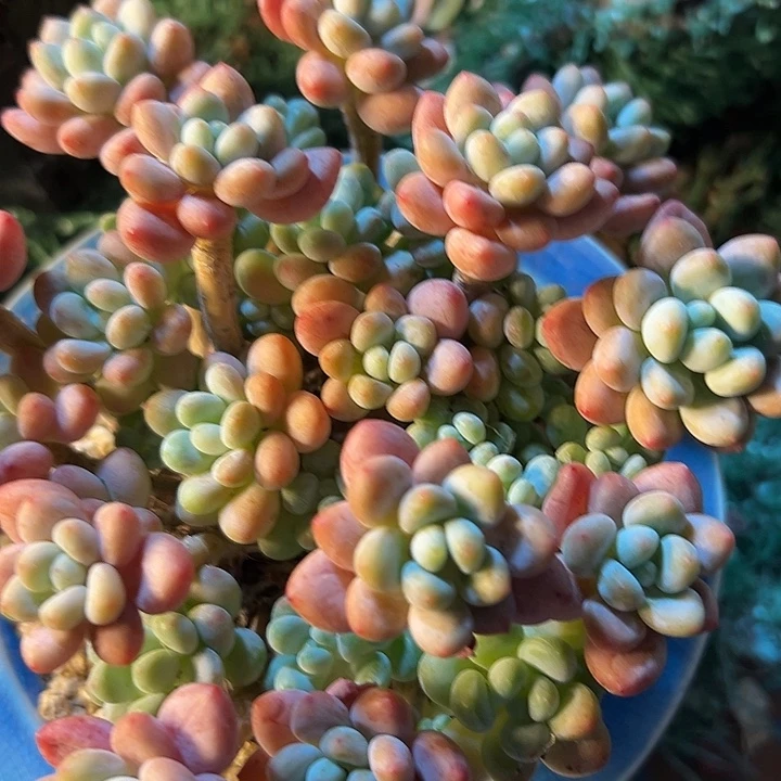 幸运的是我还没遇到过这样