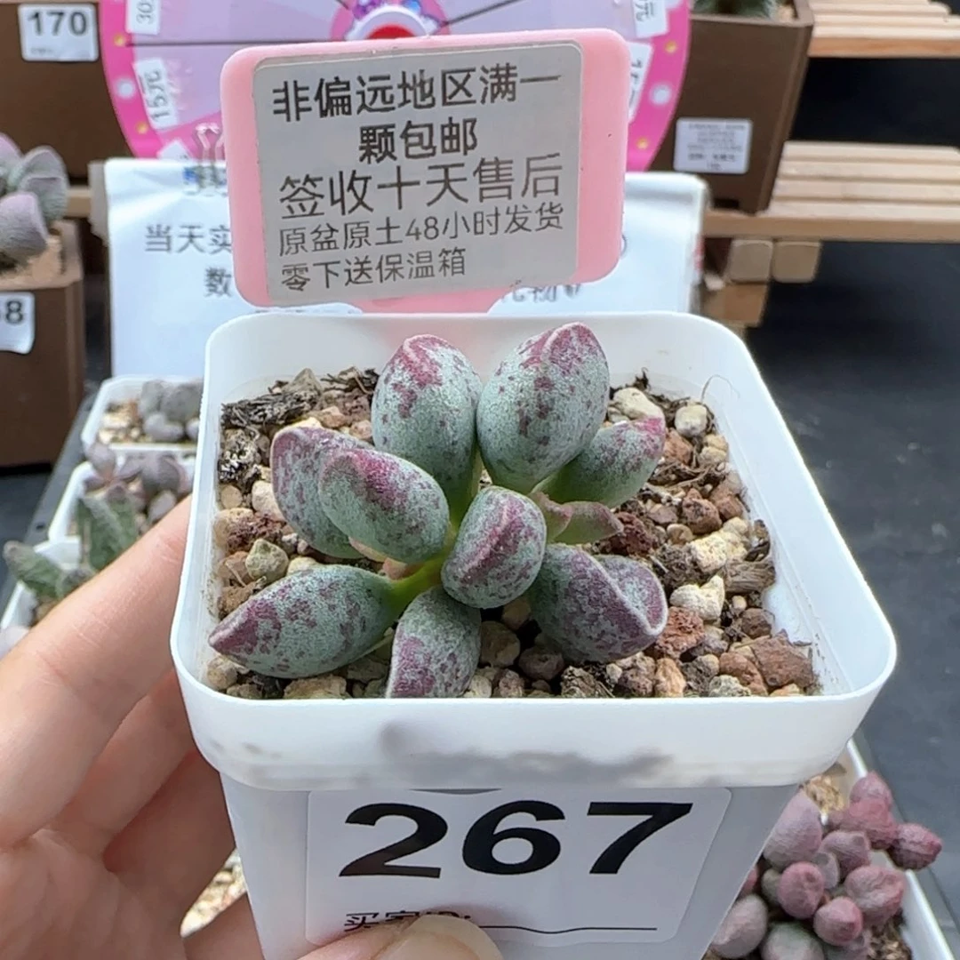 267艾薇多肉植物