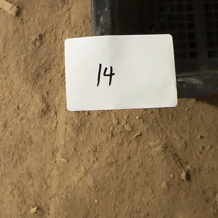 珍***。无花朵砍头青蛇缀头14
