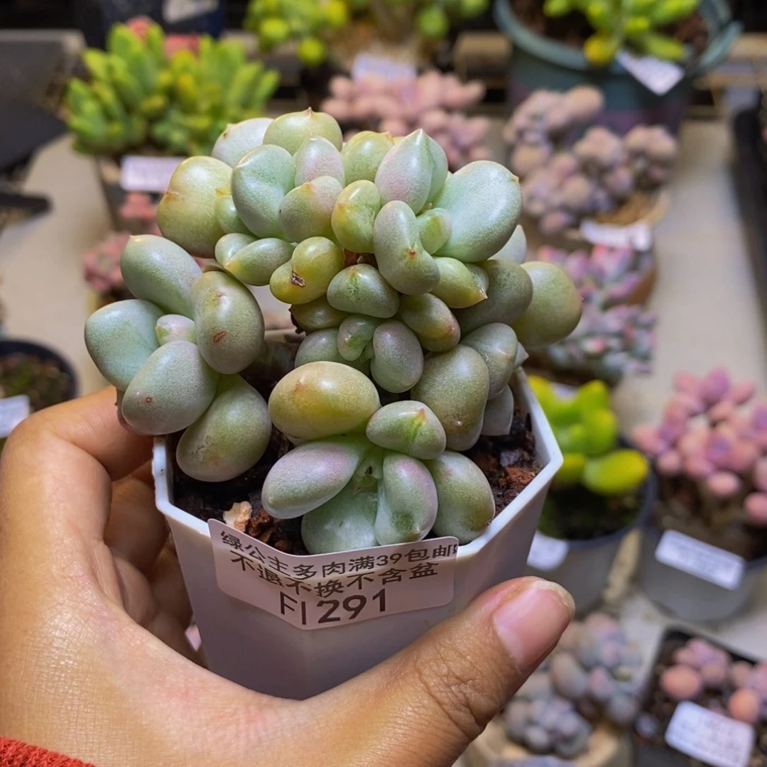 291比尔盖茨多肉5cm