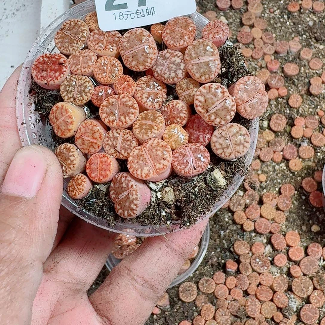 27多肉植物多肉植物