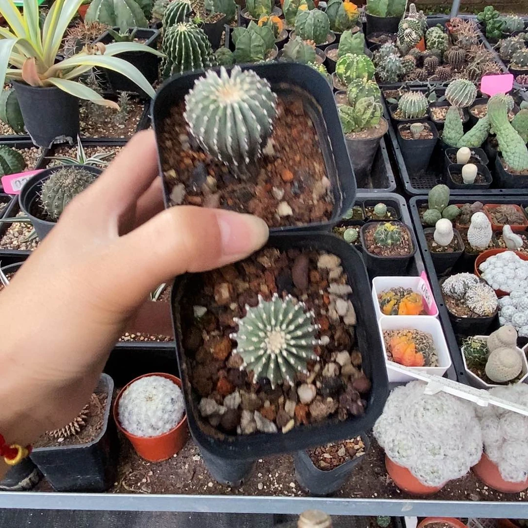 陈*伟花花草草花花草草