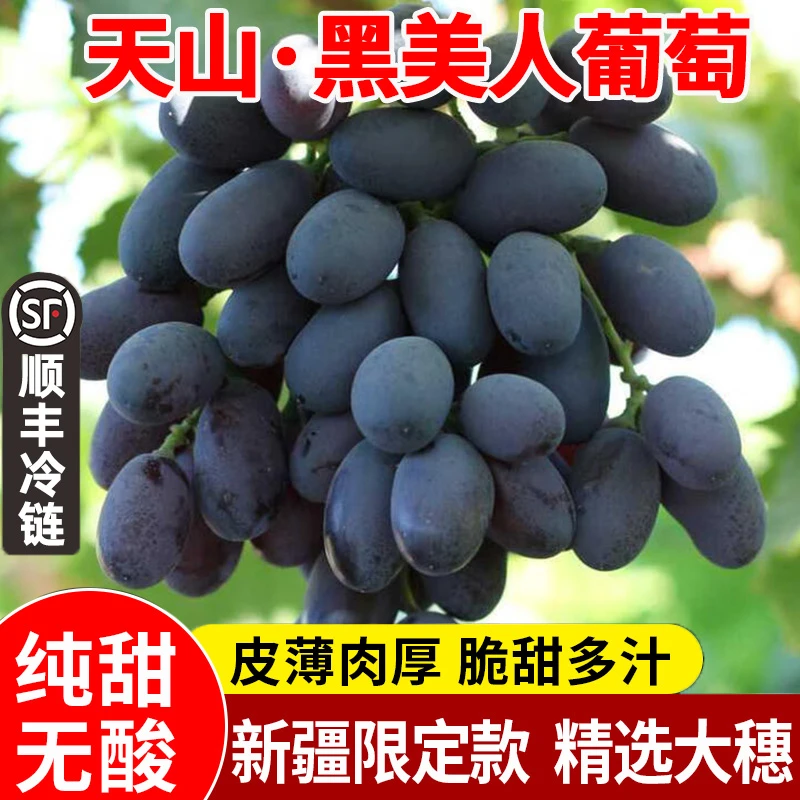新疆黑美人葡萄5斤新鲜特甜提子水果手指吐鲁番黑提当季顺丰空运