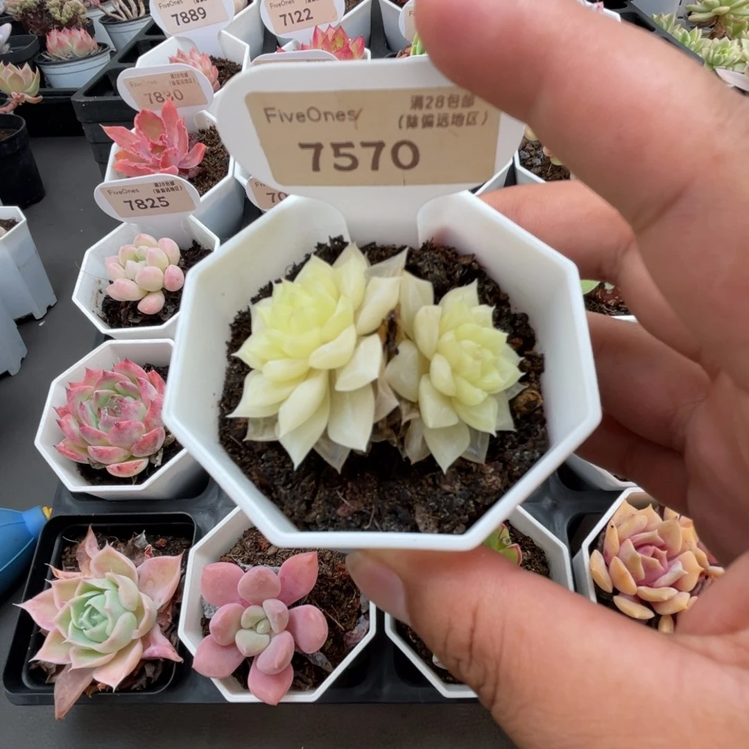 7570白天鹅4.5厘米