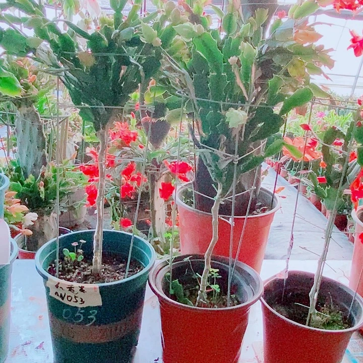 z***8无花朵叶仙嫁接一物一拍福利