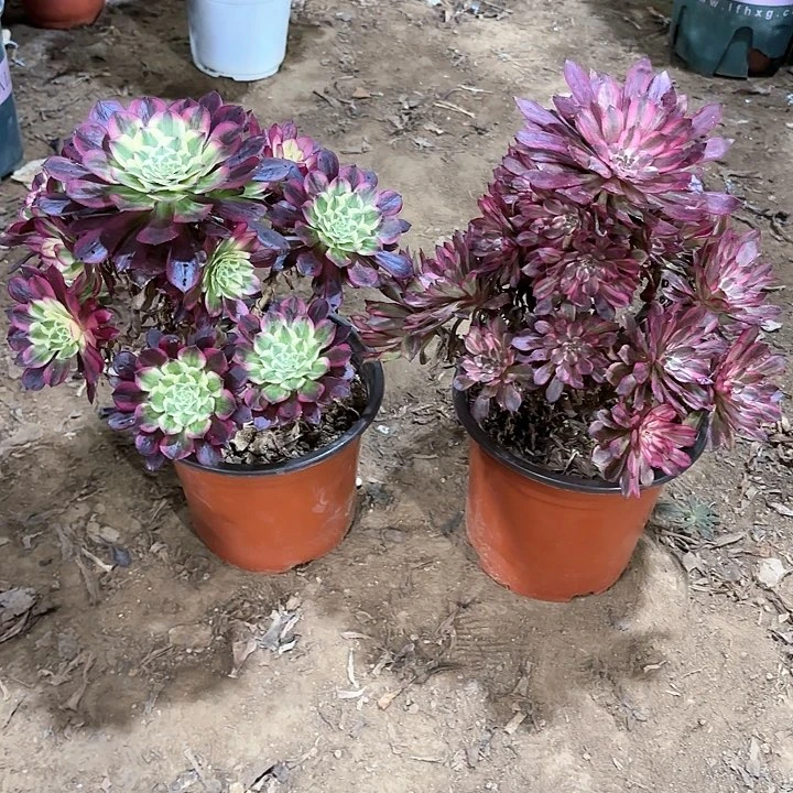 追**里多肉植物2颗法师