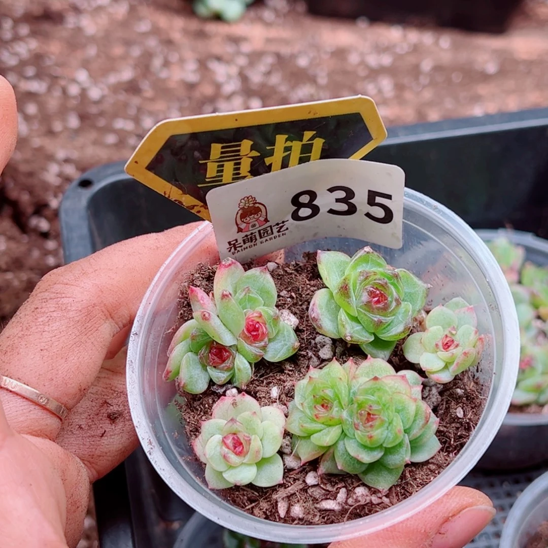 多肉植物多肉植物