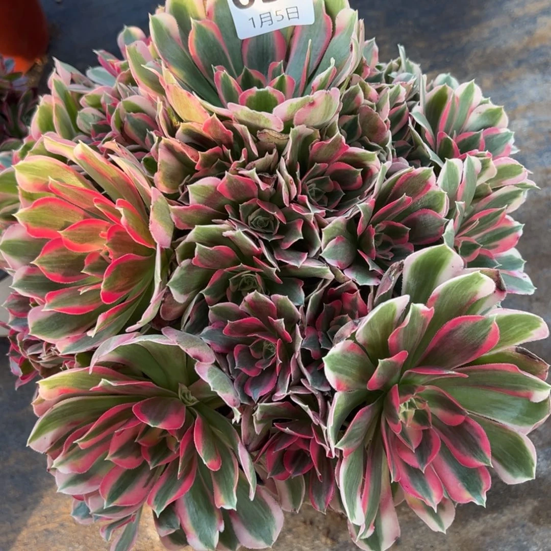 1.5-36妖月多肉植物