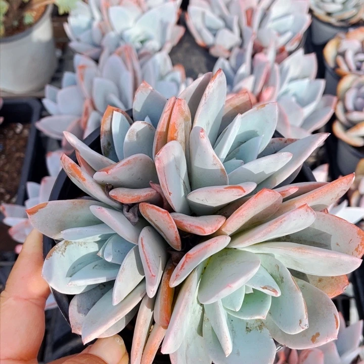 白莲130盆口3333555555