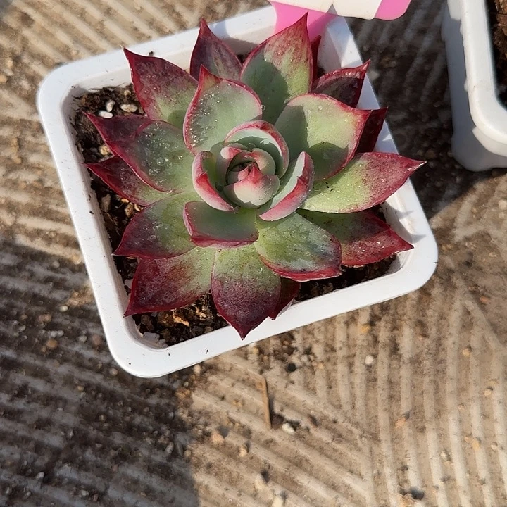 谭***谨20 惊鸿仙子多肉植物7-9cm