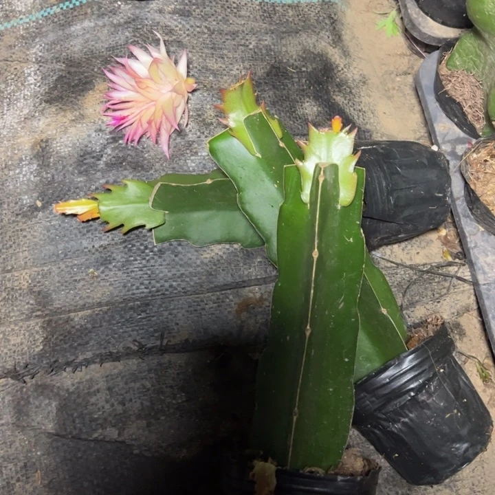 067高纯嫁接小破苗一颗 20