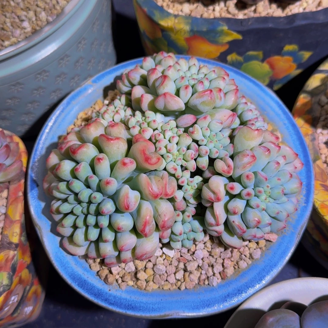 超奶杂交 （克拉之心）一物一拍