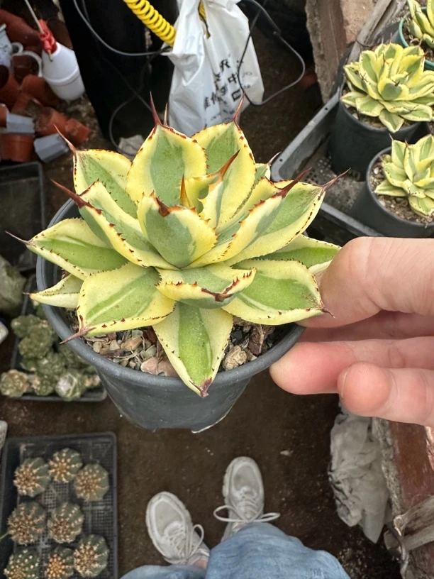 仙人球龙舌兰沙漠之砖