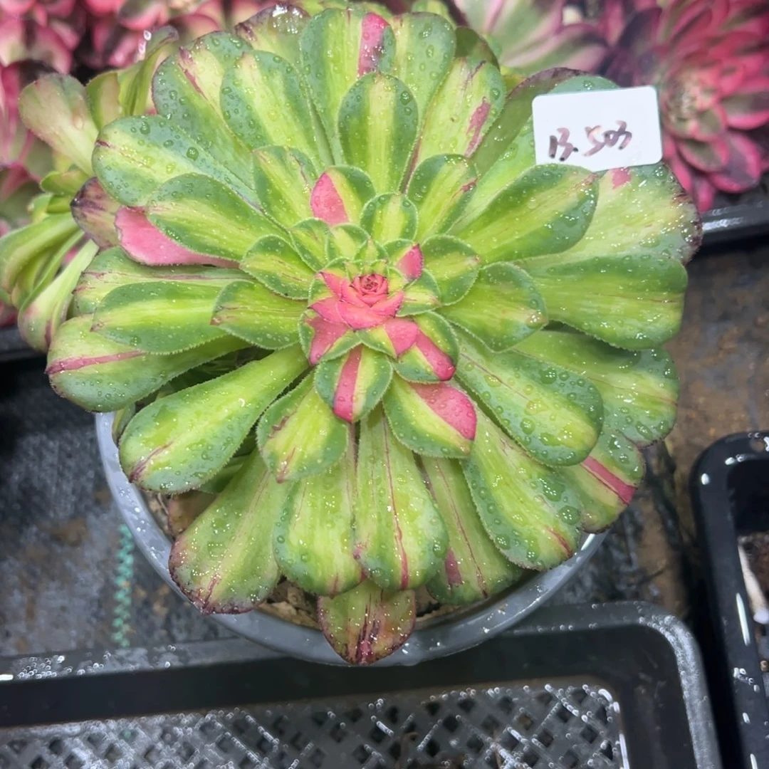 503知否多肉植物一