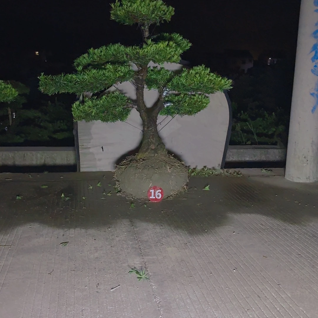 当前无花朵，栽培后可花朵罗汉松，四季常青好养