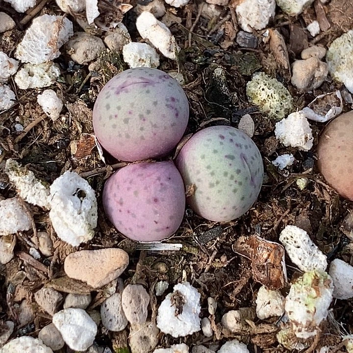 12606奶油小嘴一筐