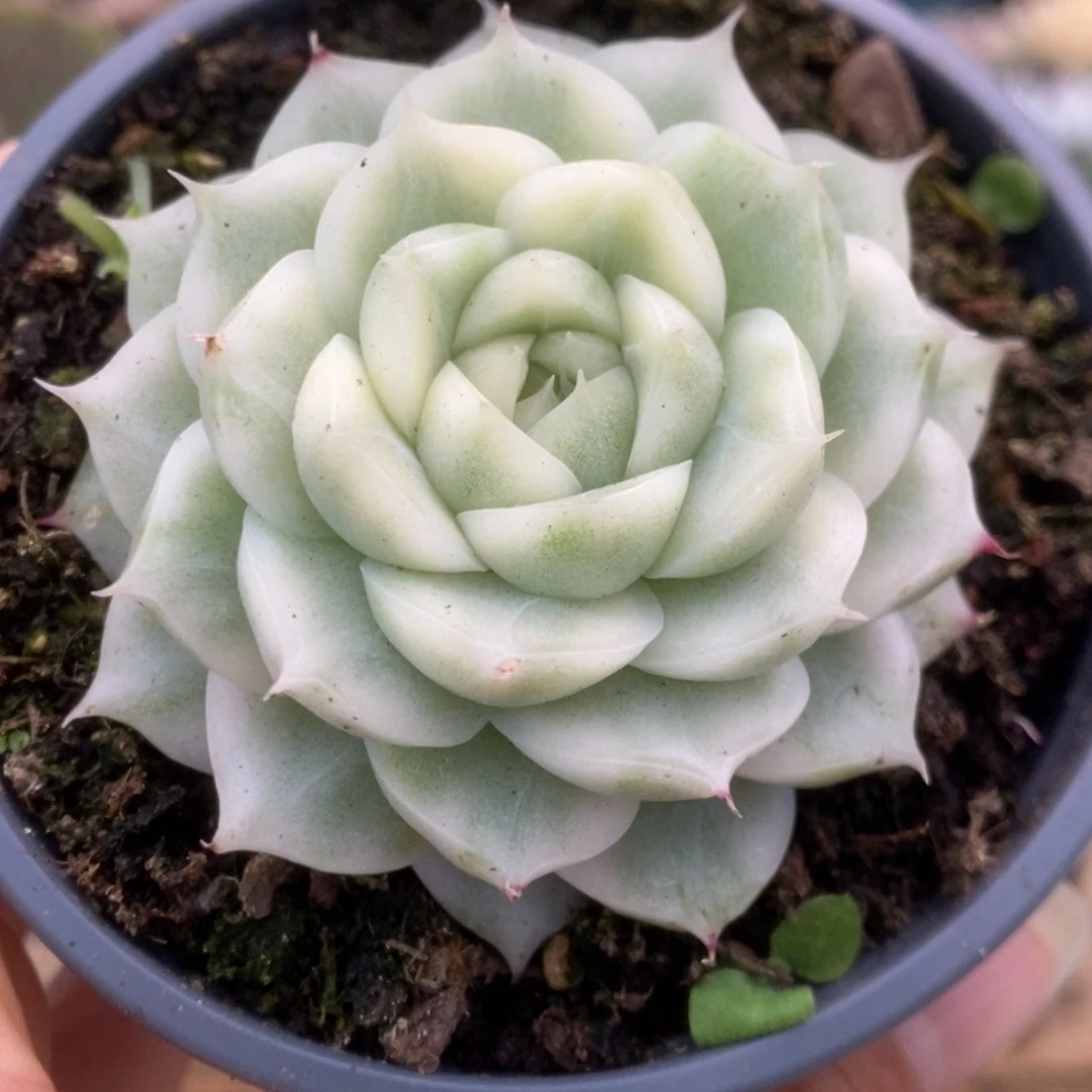 282白瓷麦杆锦锦锦锦锦锦