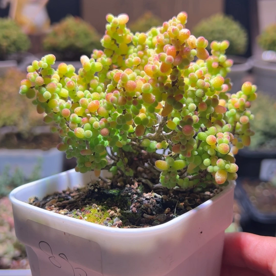 890金桔一物一拍包开箱