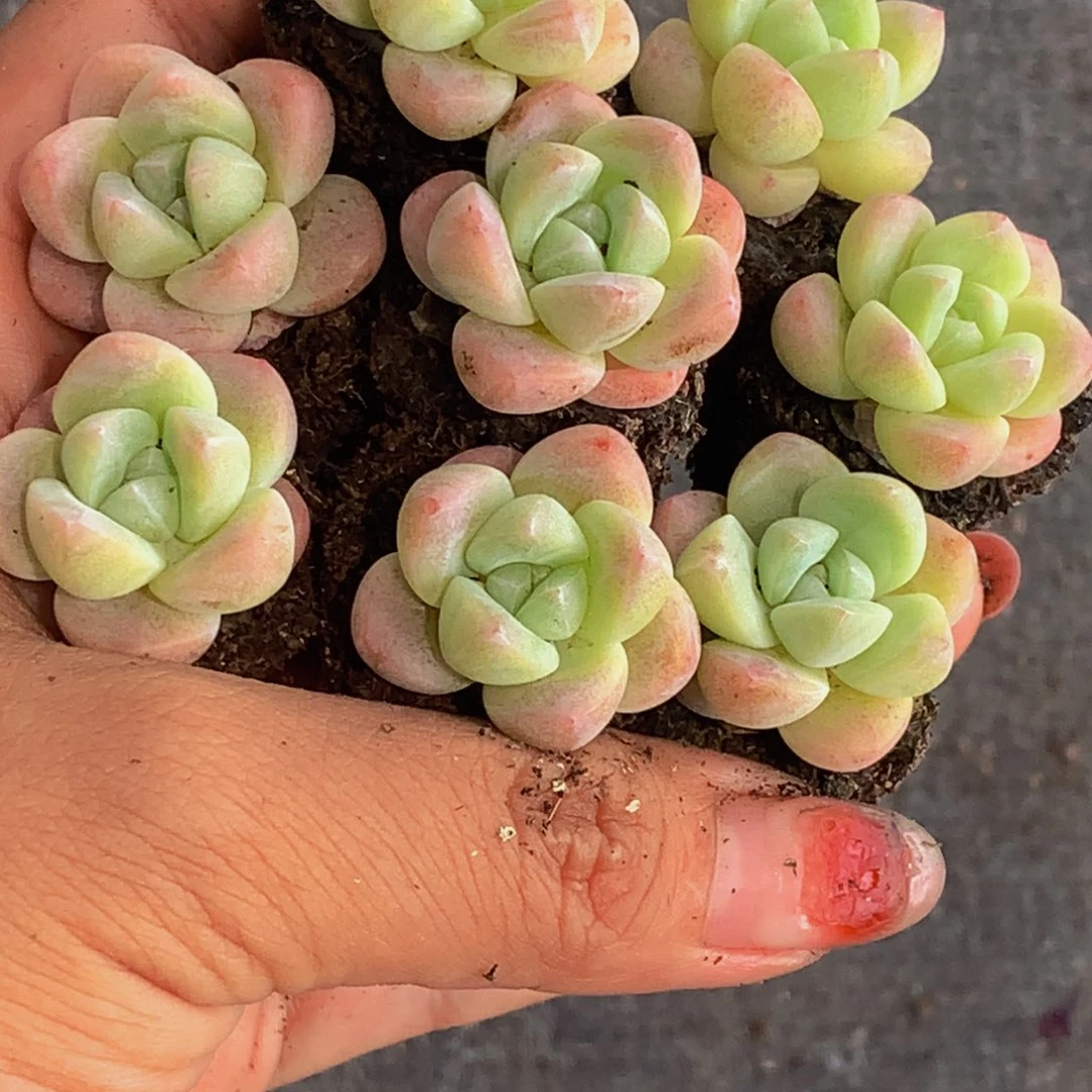 冰玉小。（不满9.99发叶子）