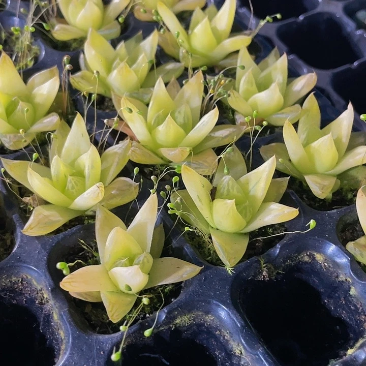 小黄金玉露1元带土发