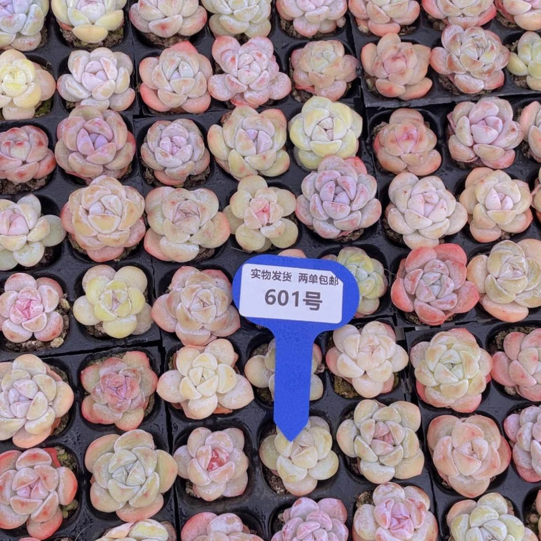 601号果冻奶油小白兔组合九个