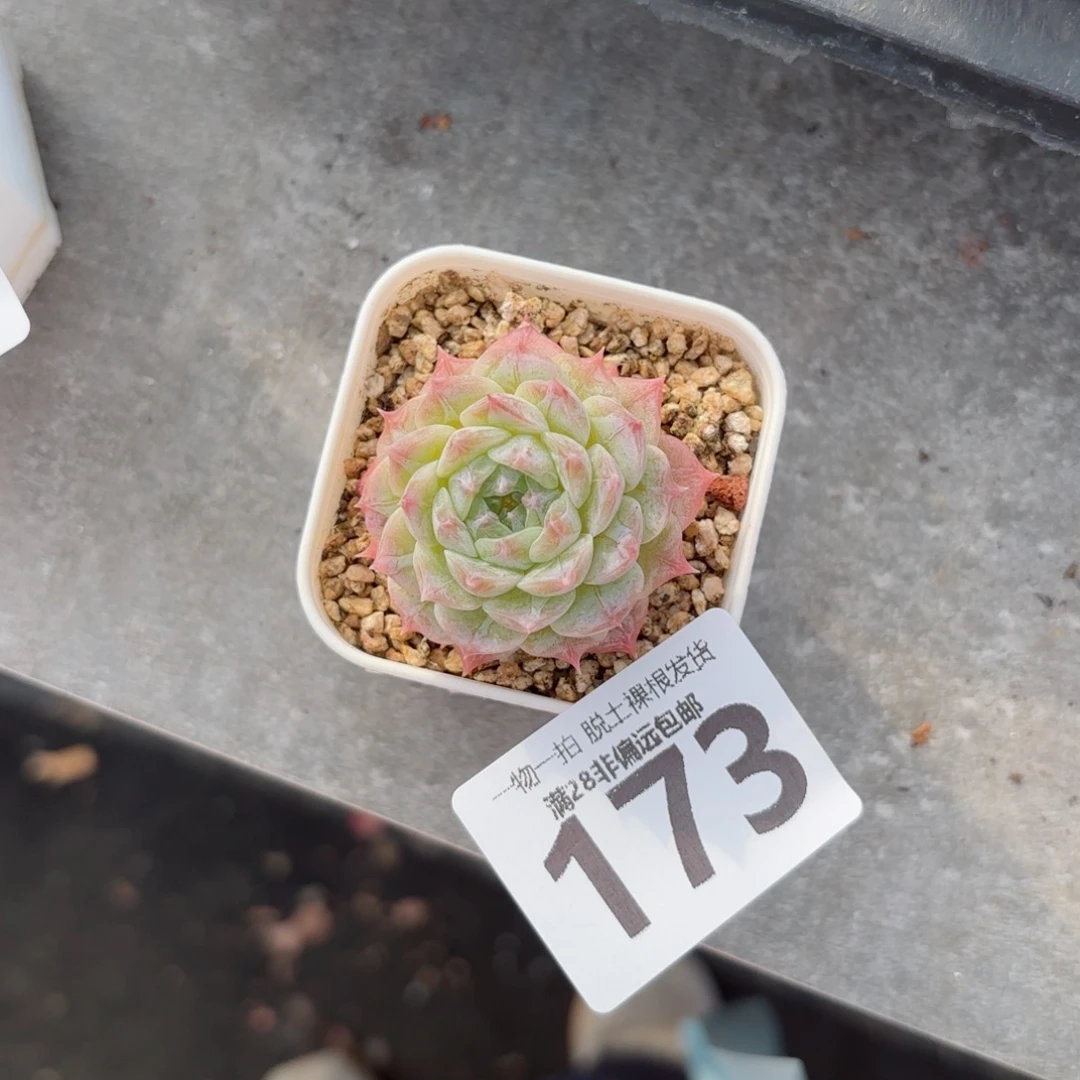 优选糖心单头无盆土发货