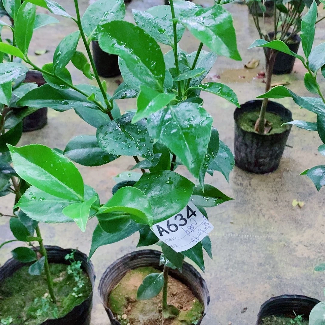 无花朵茶花盆栽634