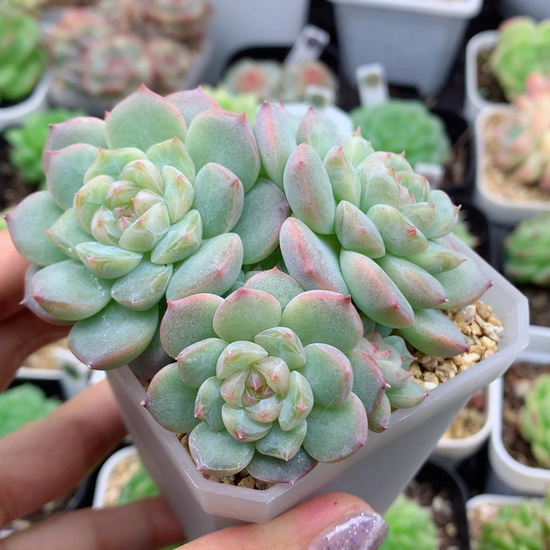 58包邮  群生不包整糖心8