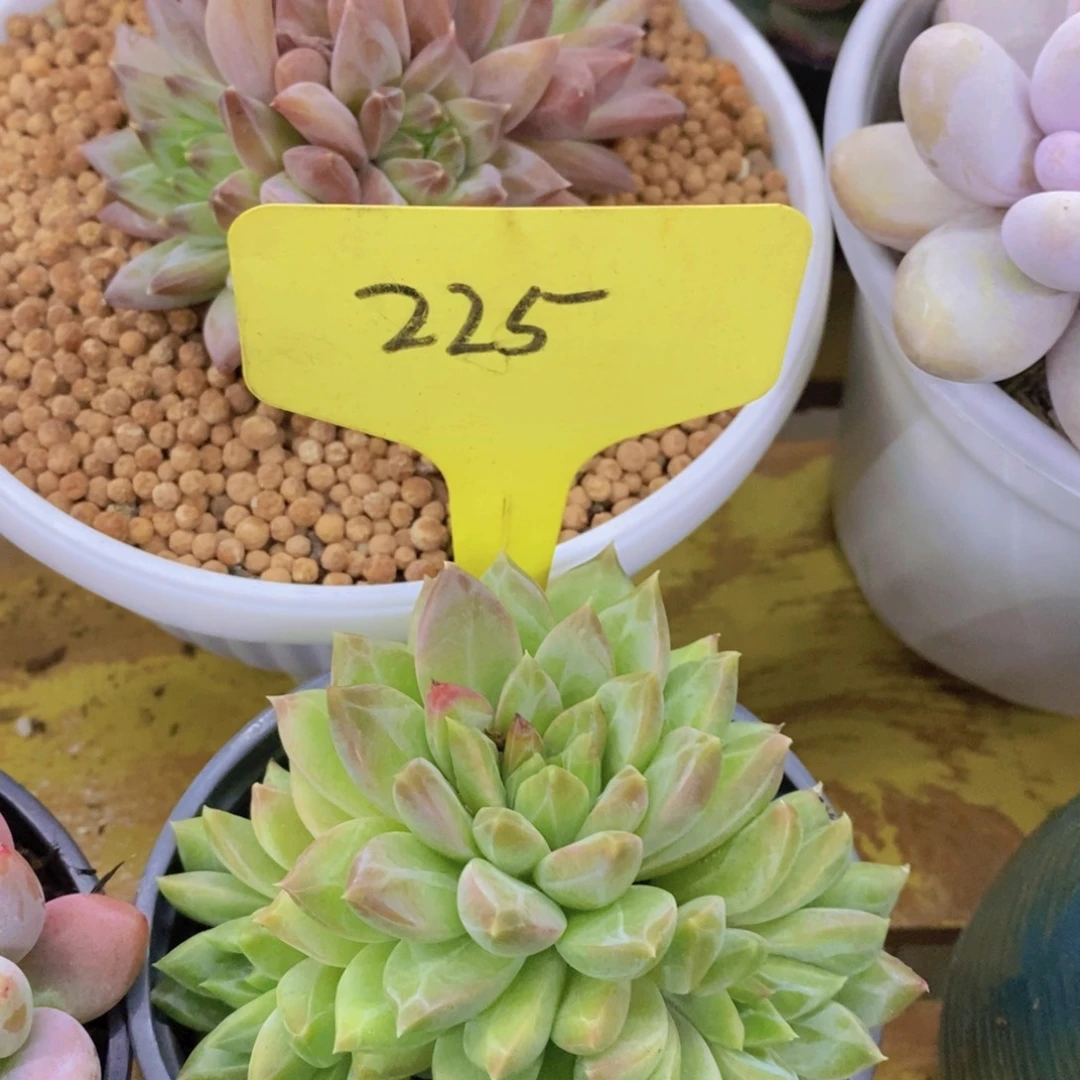 粉丝回馈专场，停播场